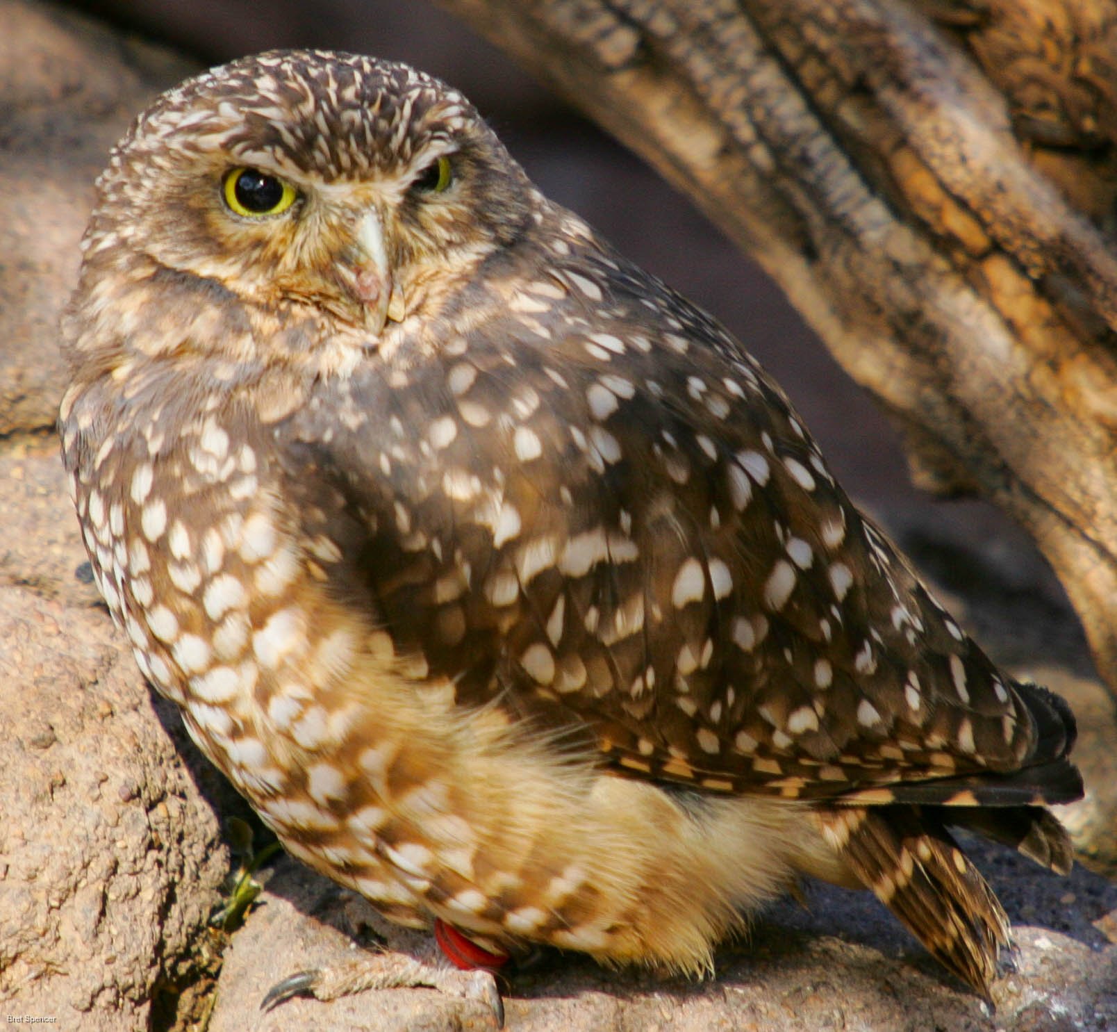 Burrowing Owl