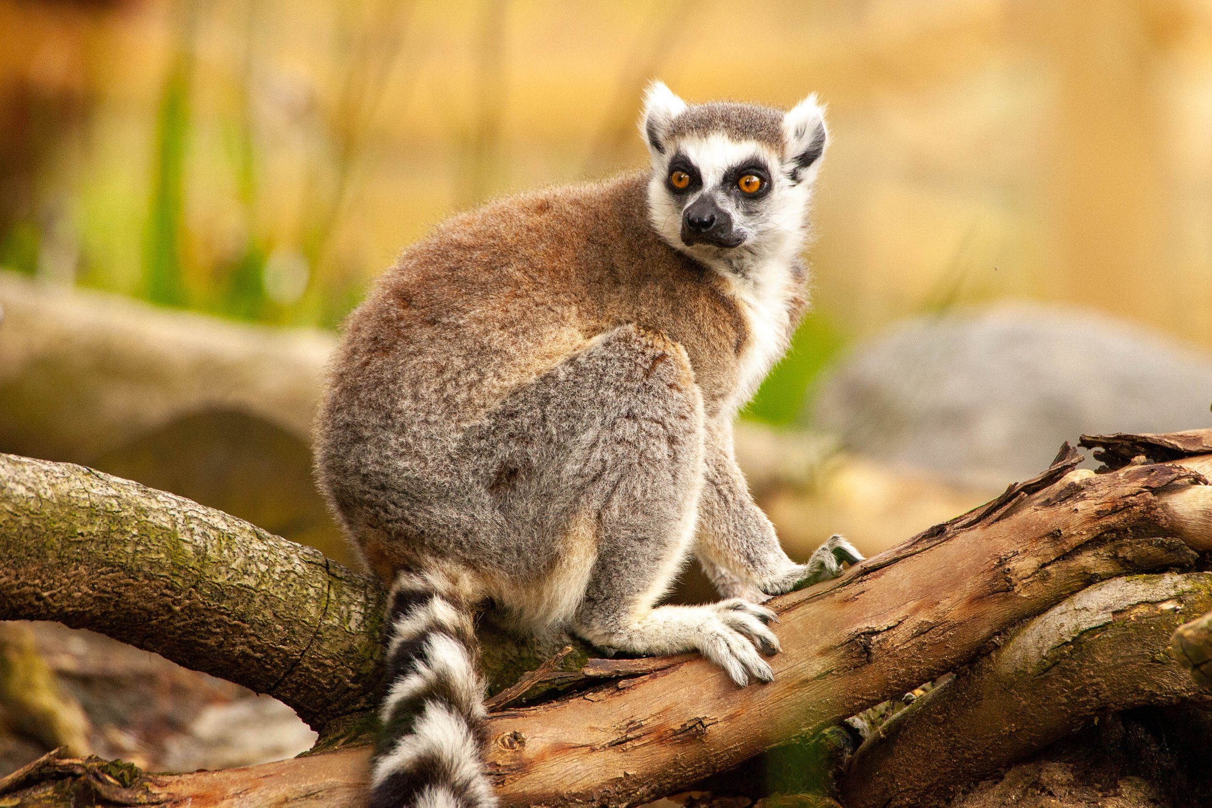 Lemur