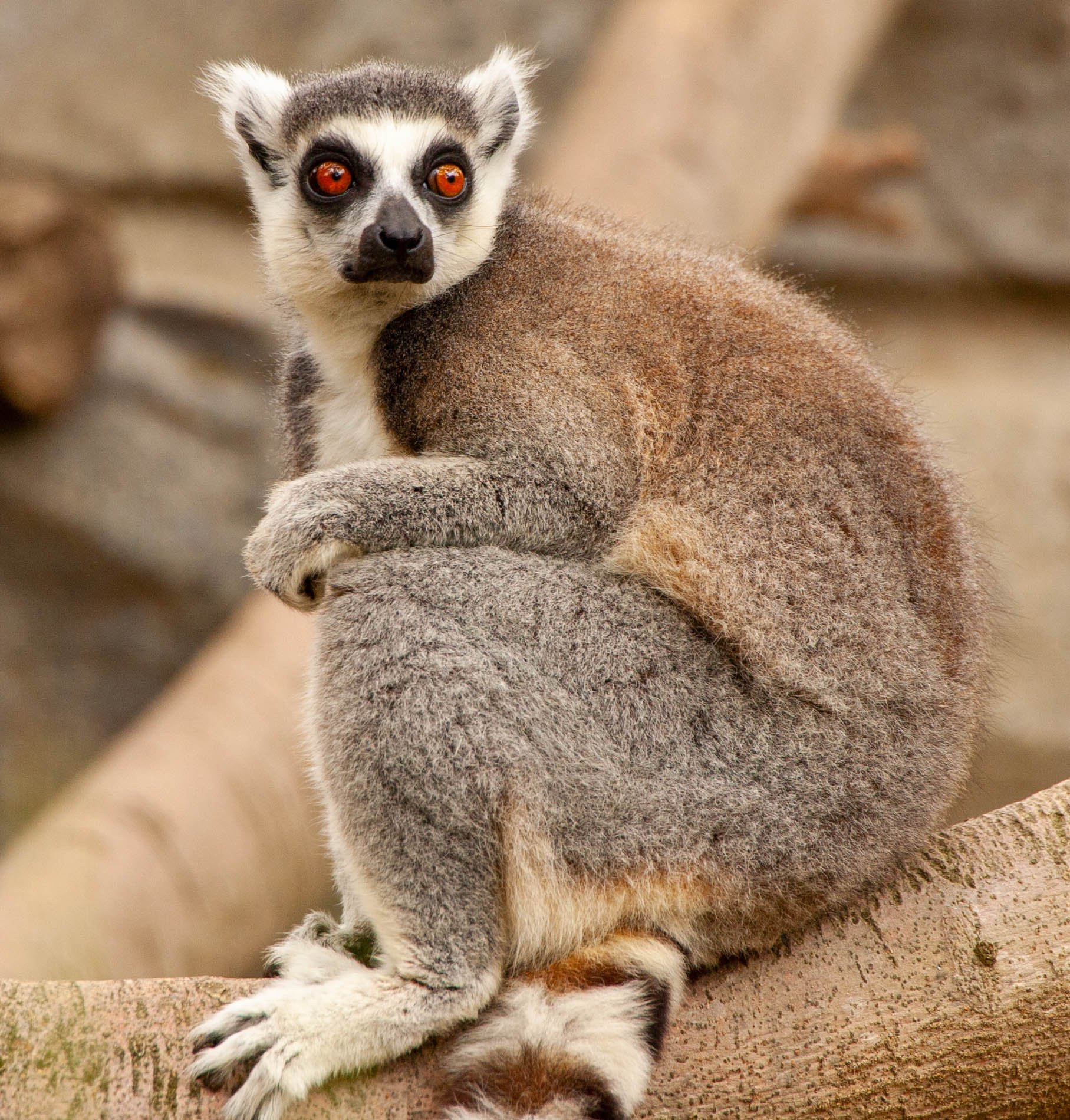 Lemur