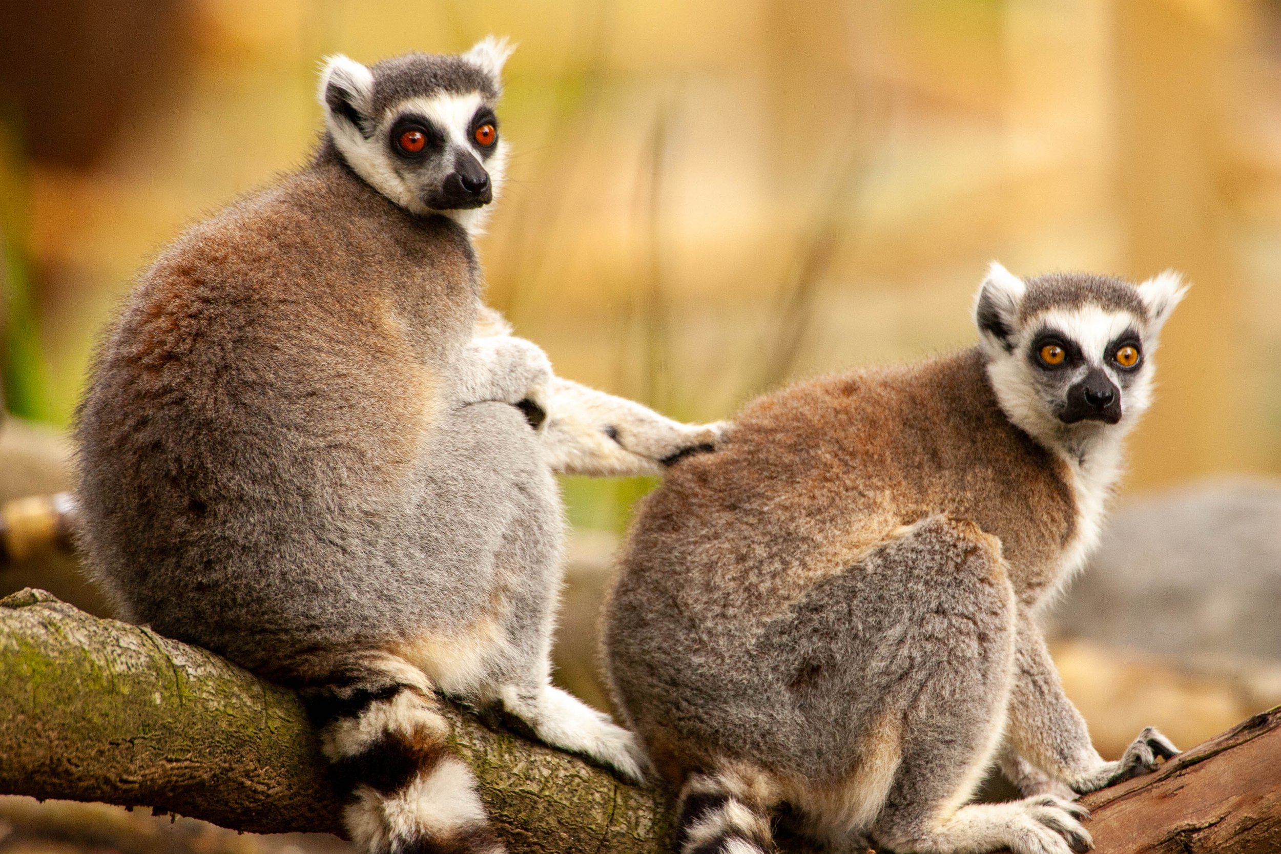 Lemurs