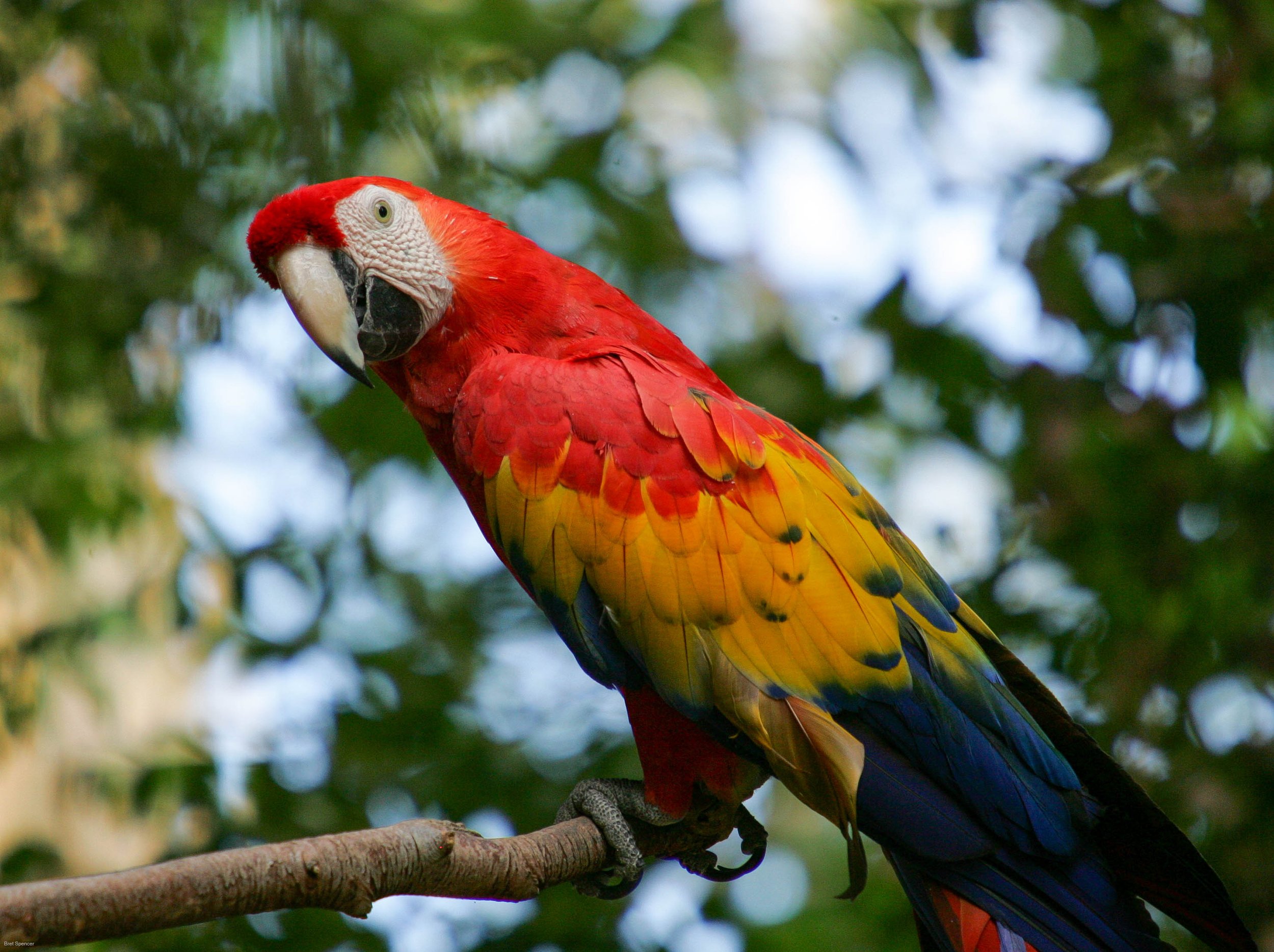 Macaw