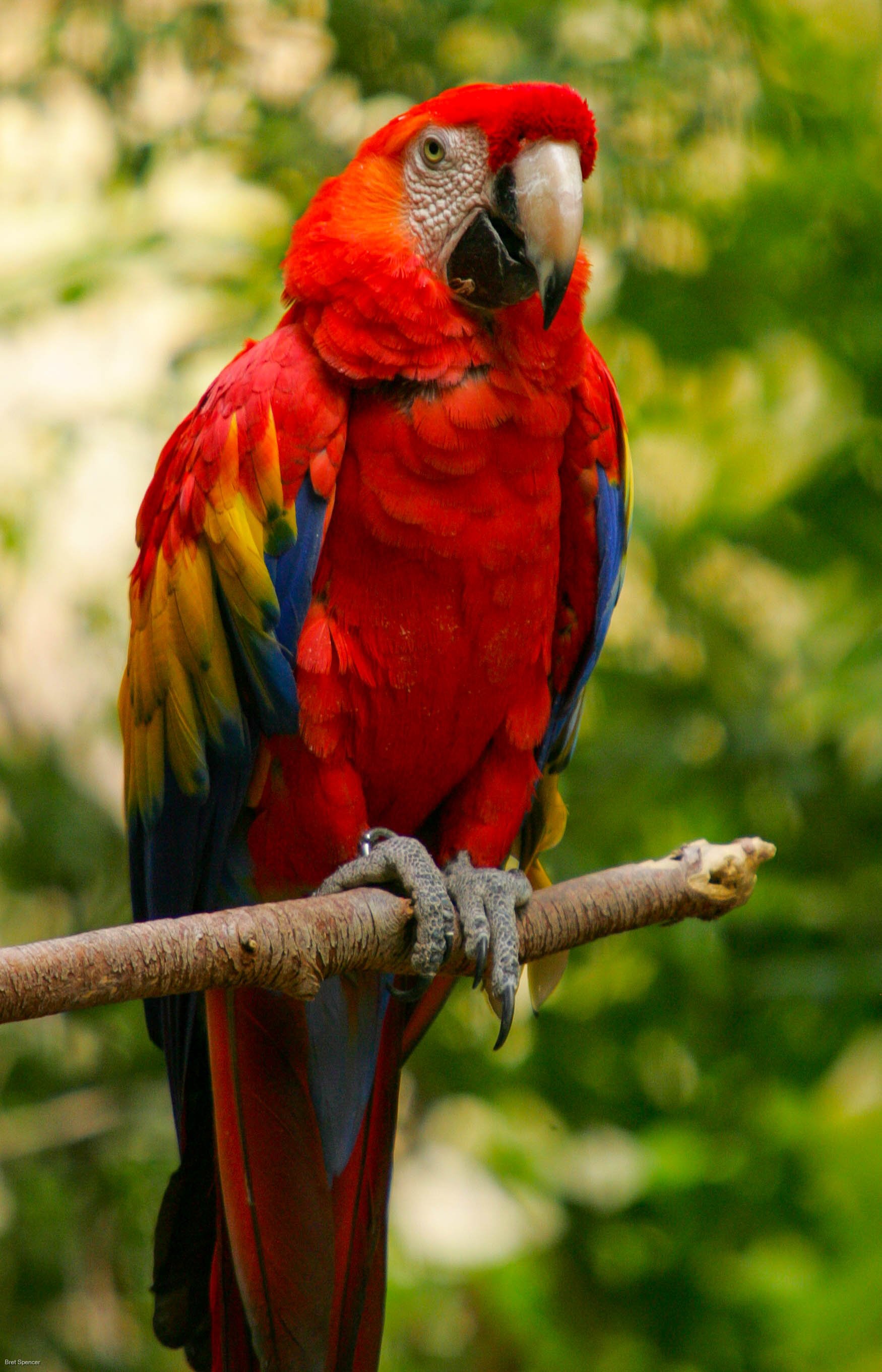 Macaw