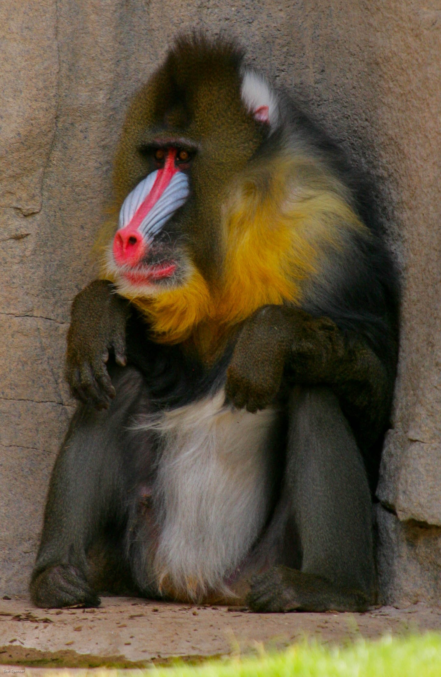 Mandrill